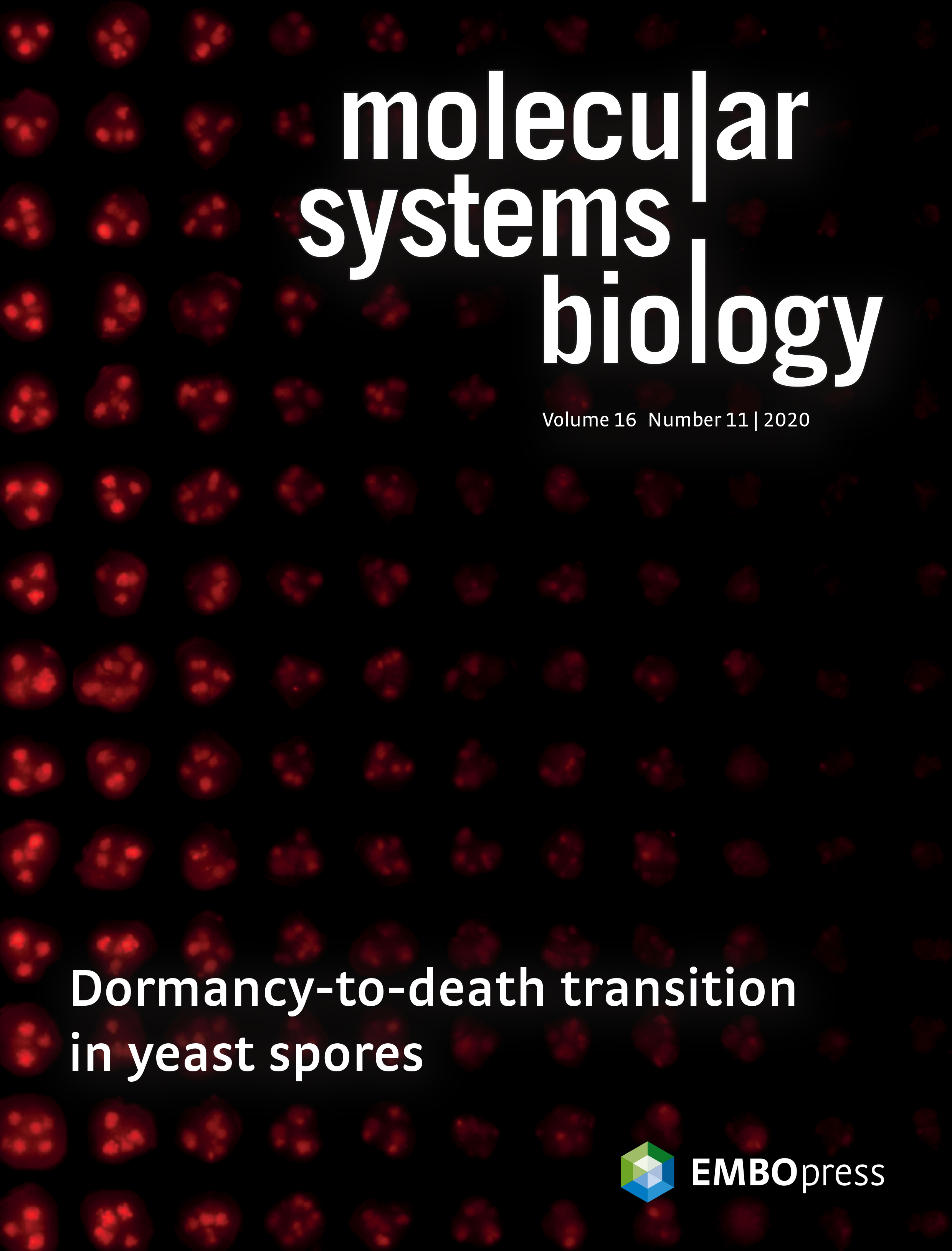 Cover Image - Maire, Allertz, Betjes & Youk, Molecular Systems Biology (2020)