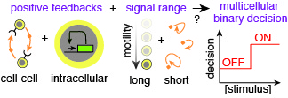 Positive feedbacks and controlling signal-range
