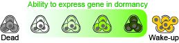Dormancy spectrum