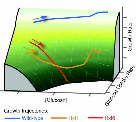Growth landscape formed by perception and import of glucose