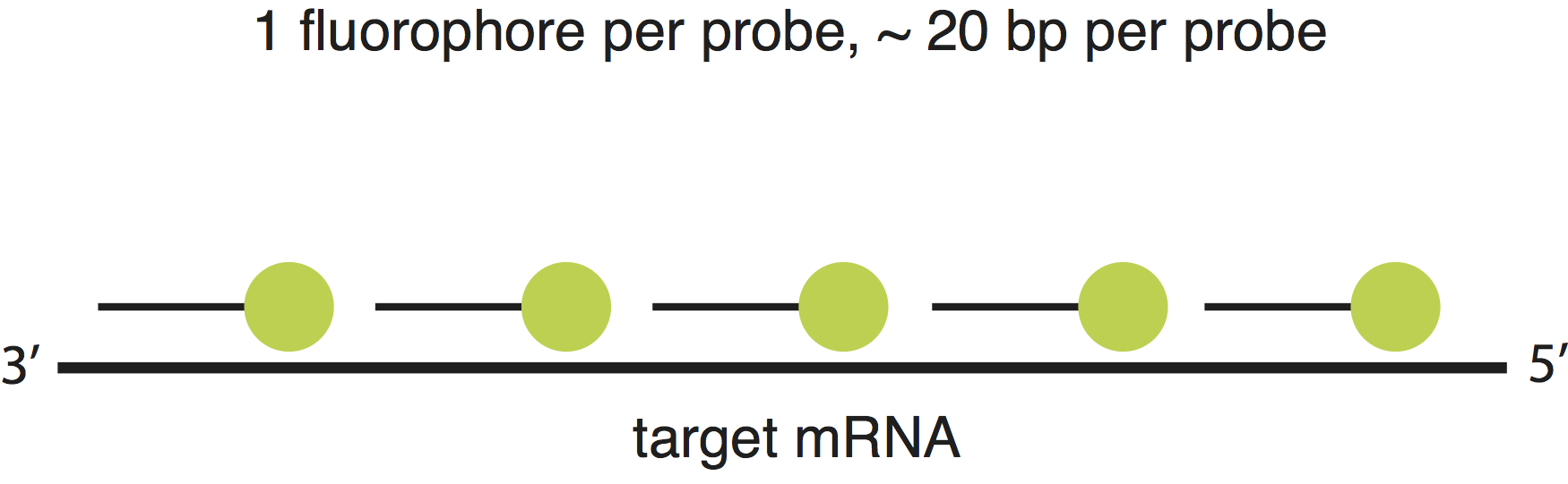 RNA FISH Probes - Schematic