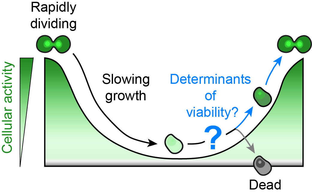 Cellular-activity potential