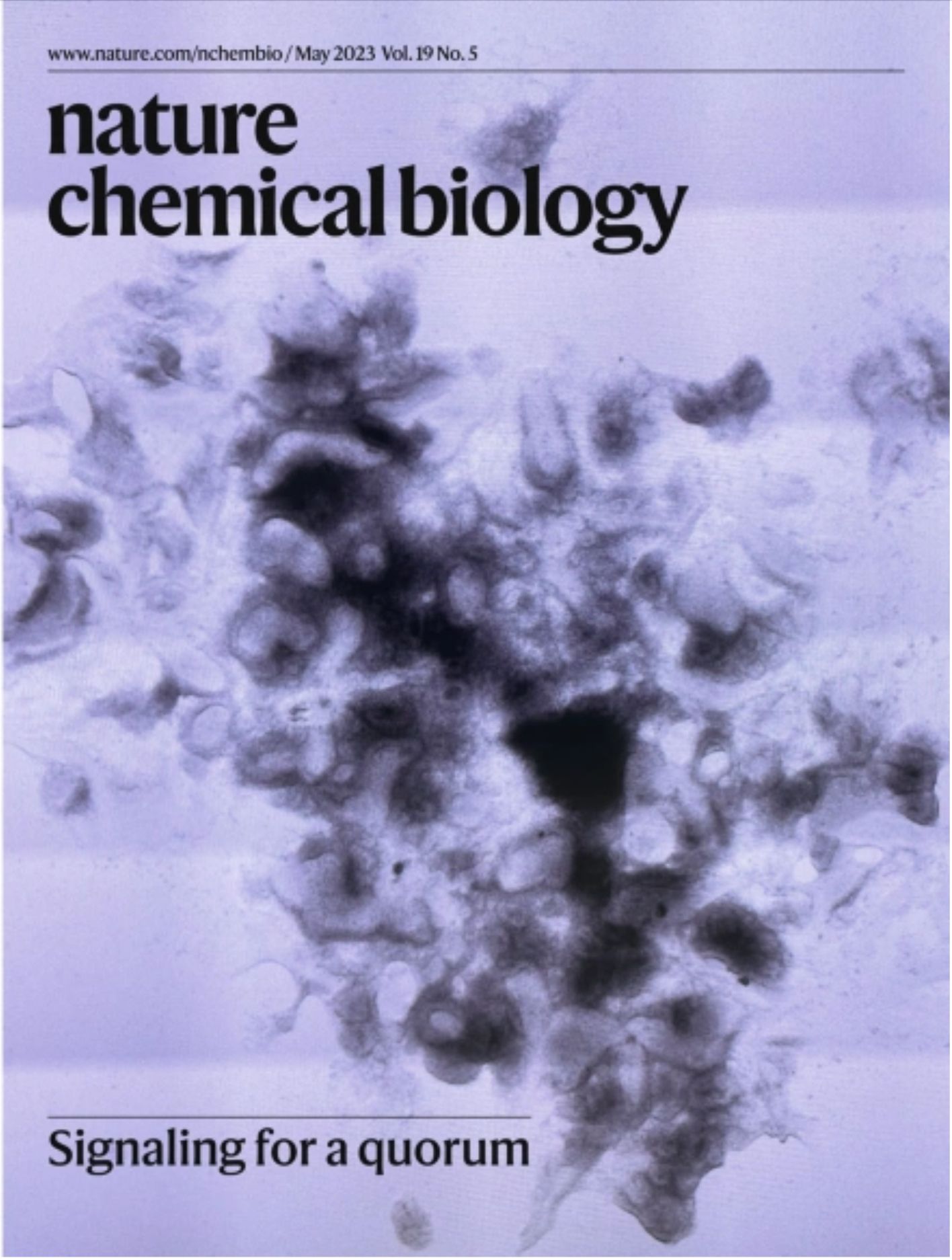 Macroscopically quorum-sensing ES cells