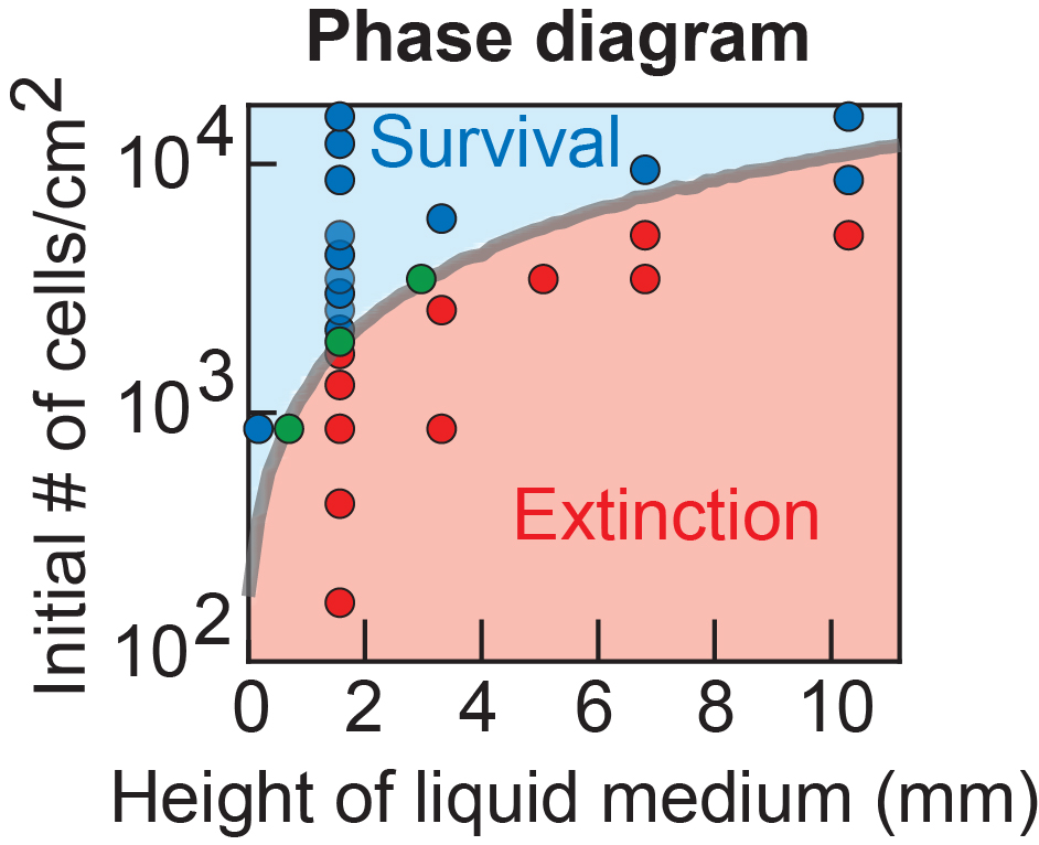 Macroscopic quorum-sensing ES cells