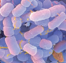 E.coli