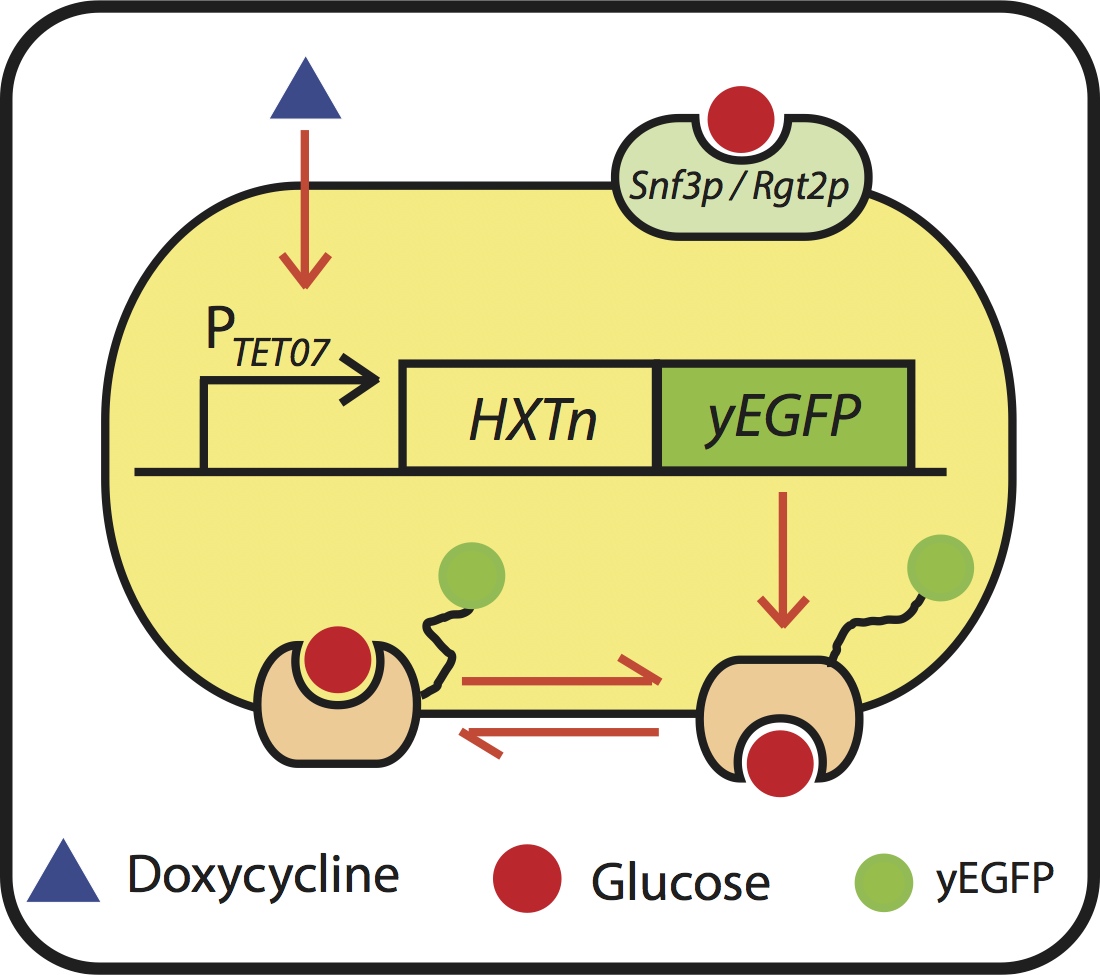 Hxt_strain_schematic