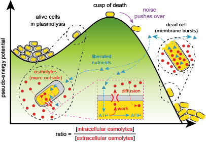 Pseudo-energy potential