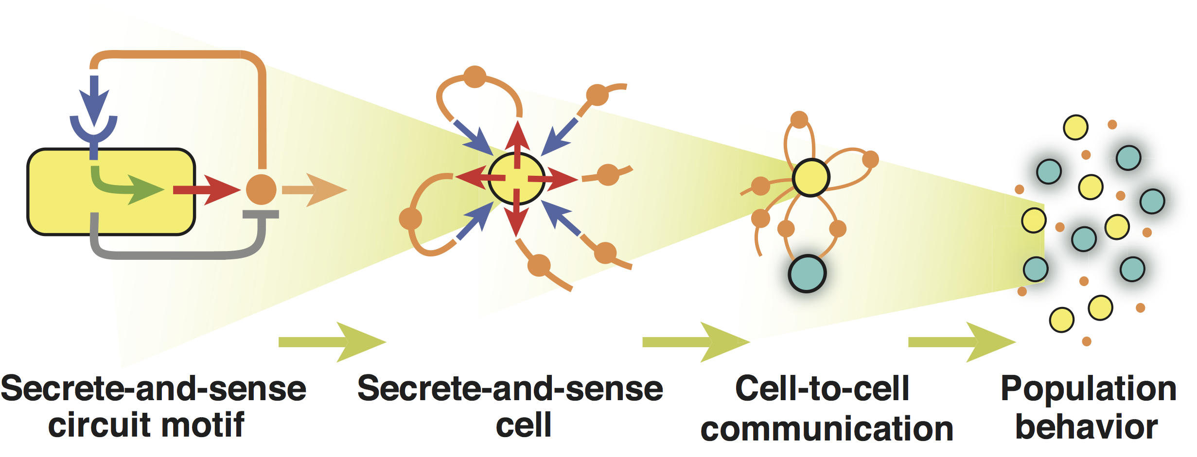 bottom up hierarcy: secrete and sense