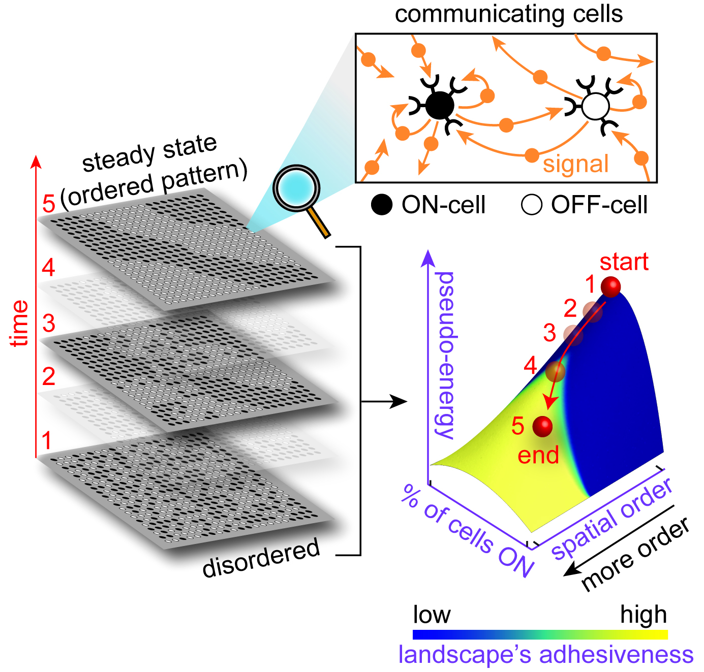 Mapping cellular automaton to a drifting-diffusing particle