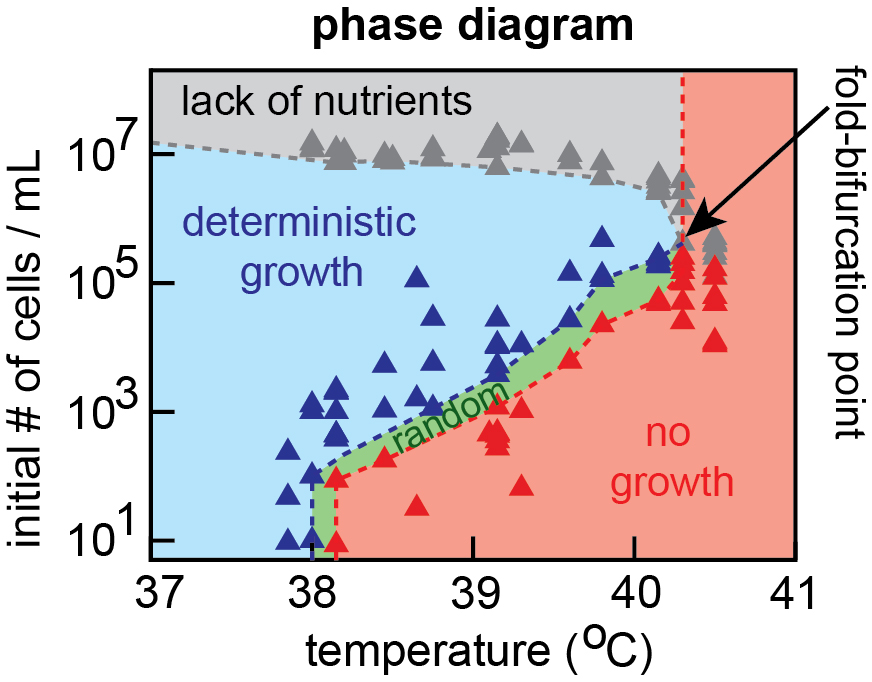 Phase diagram for cell replication (budding yeast)