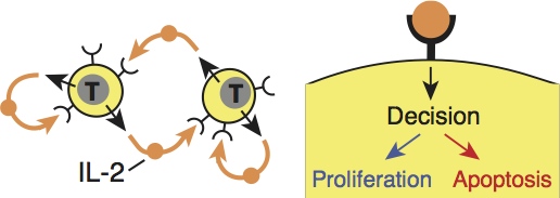 IL-2 mediated multicellular bistability